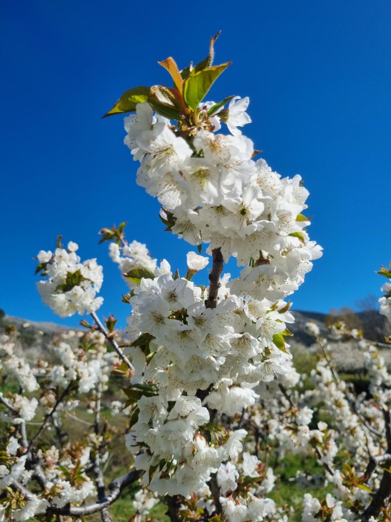 La Albarea By #Cherrygredos El Arenal  Esterno foto